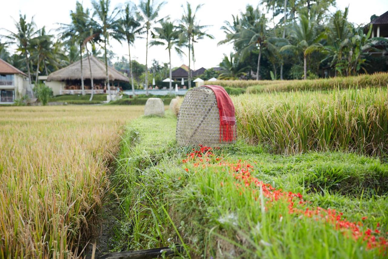 Mathis Retreat Ubud מראה חיצוני תמונה